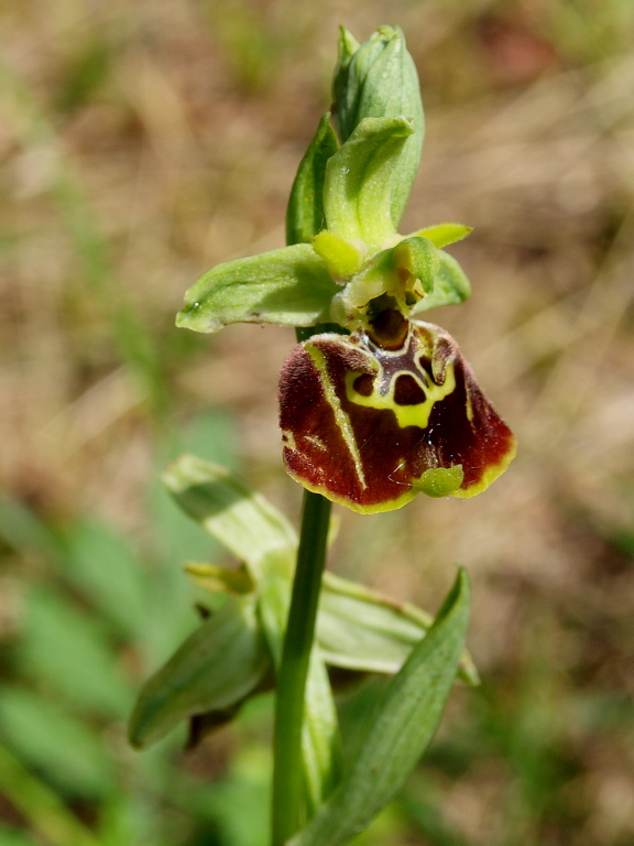 Ophrys untchjii